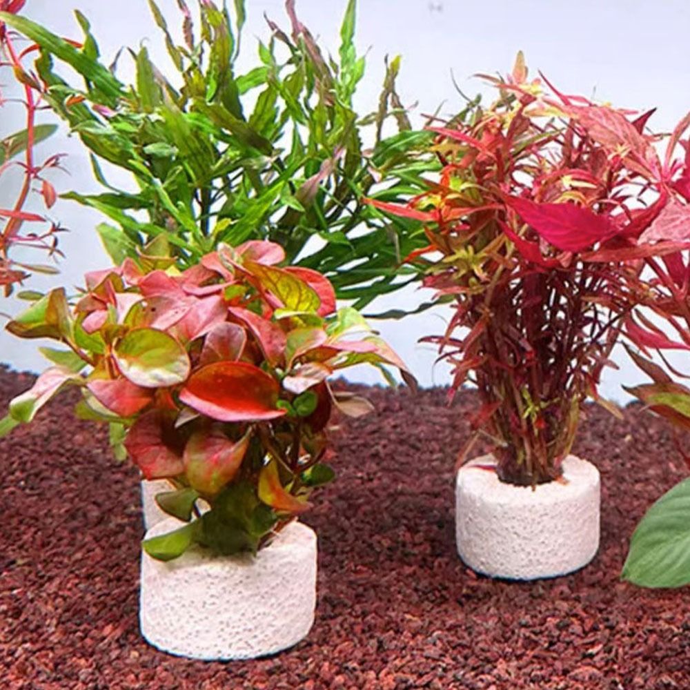 10Pcs Weighted Ring Aquatic Pl - огляд і ціна Planted Aquarium Pictures