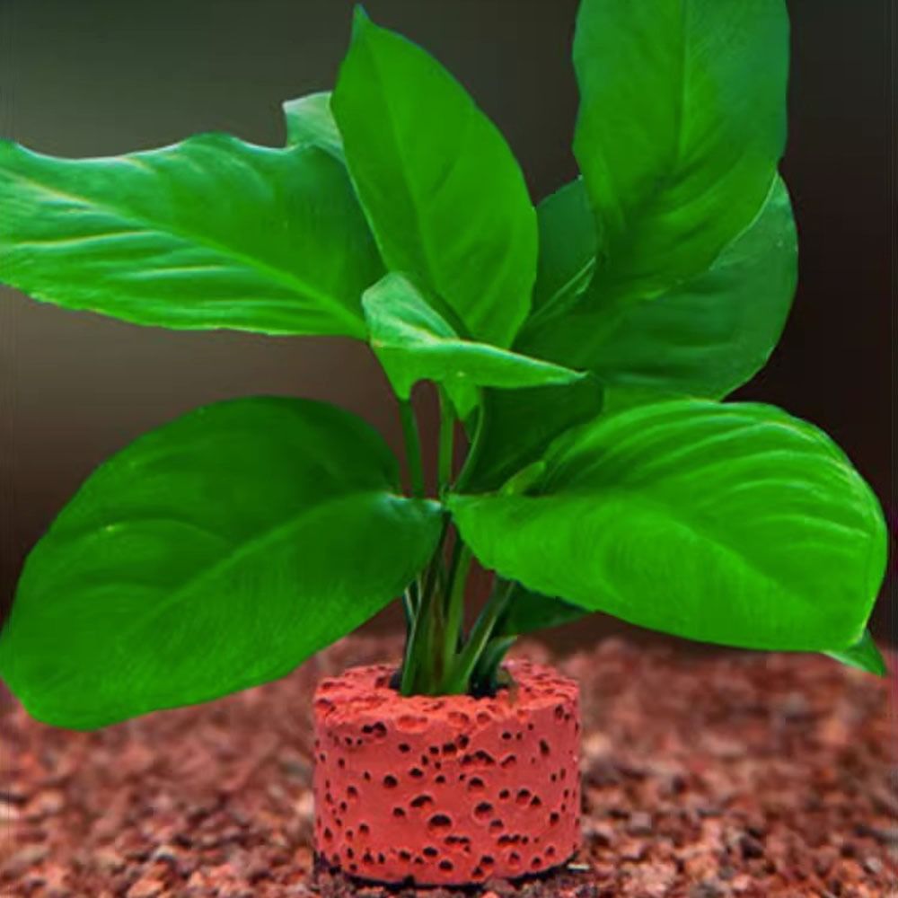 10Pcs Weighted Ring Aquatic Pl - огляд і ціна Planted Aquarium Pictures