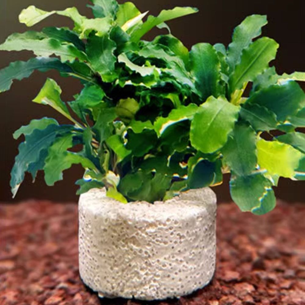10Pcs Weighted Ring Aquatic Pl - огляд і ціна Planted Aquarium Pictures