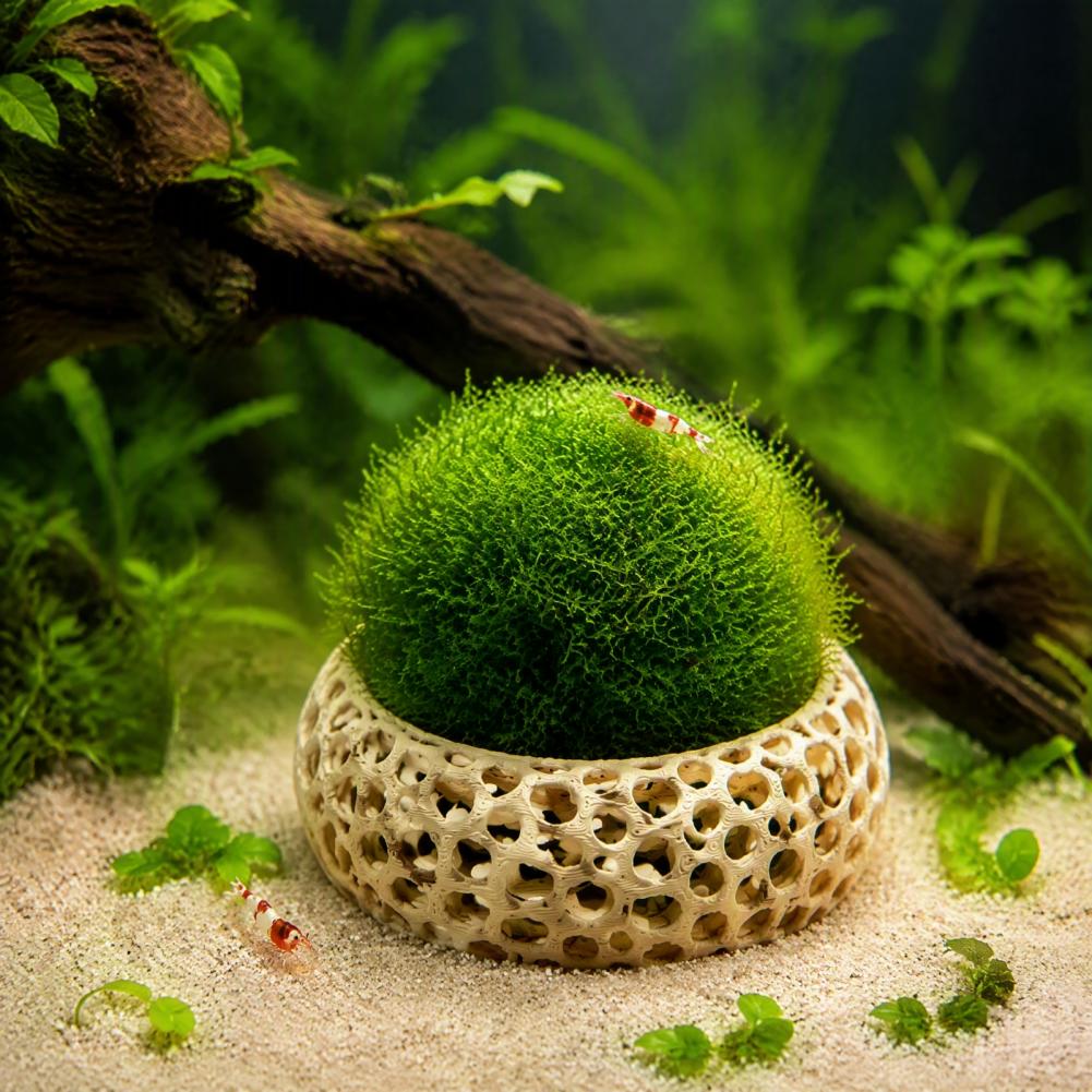 Aquarium Plant Holder 2-pack S - огляд і ціна Planted Aquarium Anubias