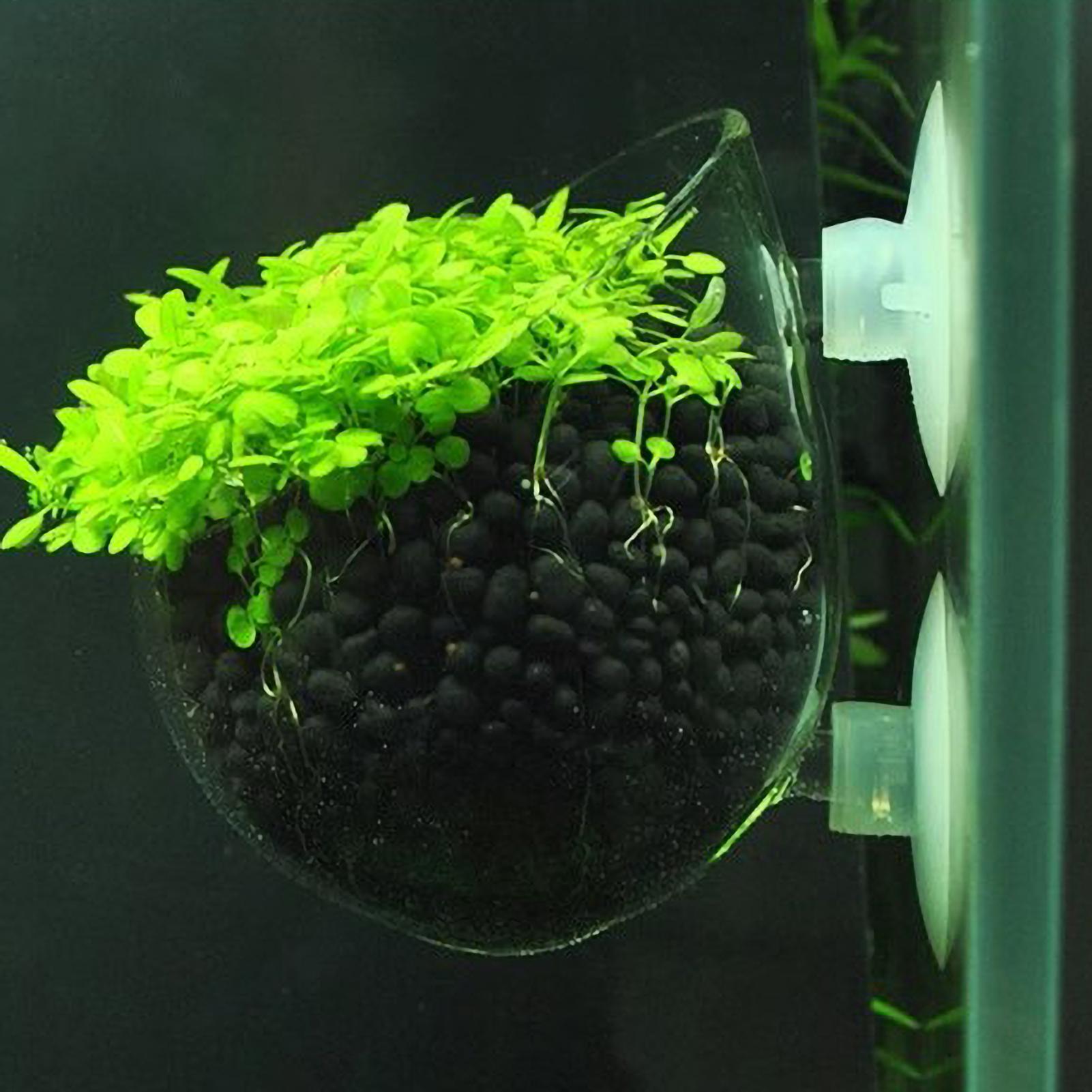 Aquarium Plant Holder Glass Aq - огляд і ціна Aquarium Plant Dip