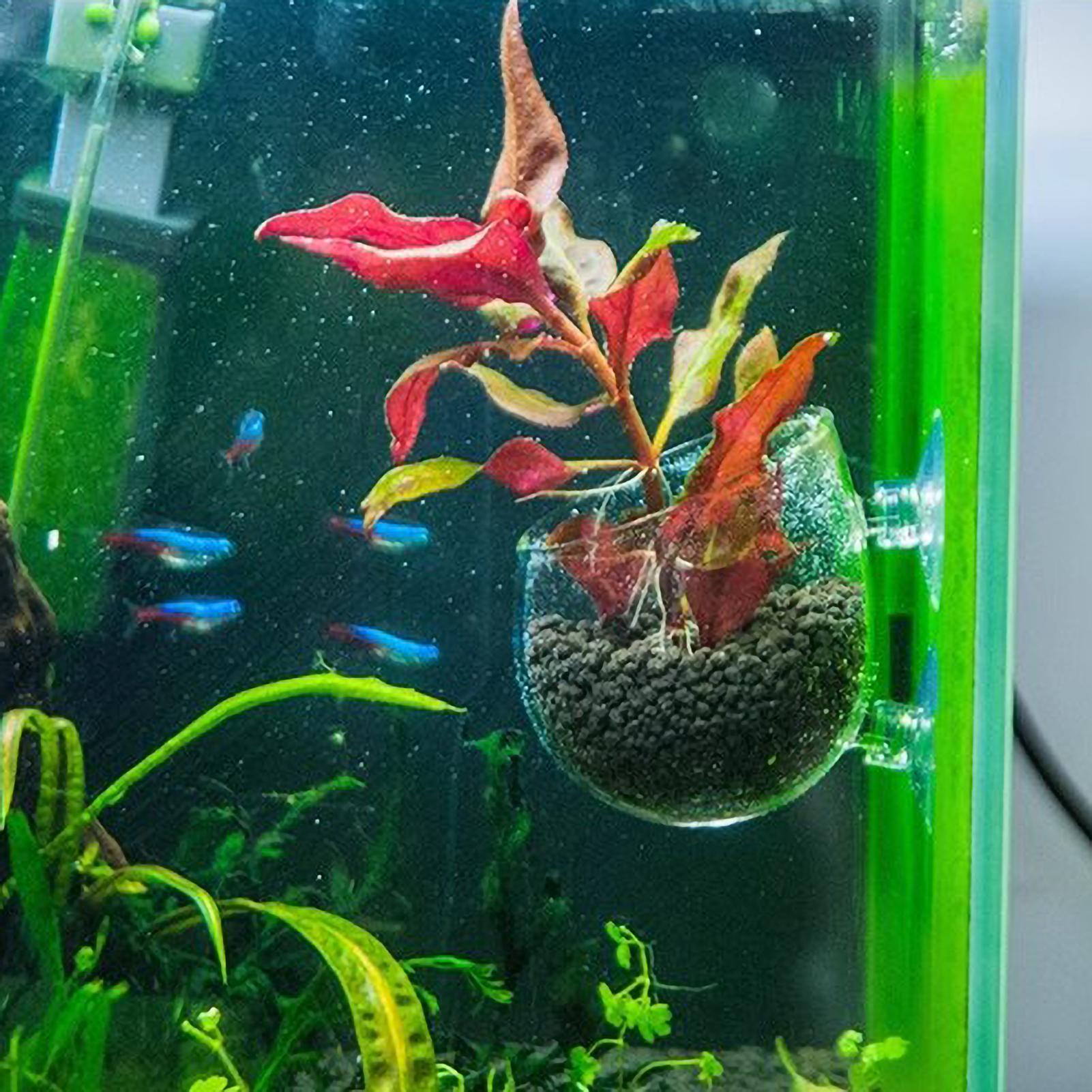 Aquarium Plant Holder Glass Aq - огляд і ціна Aquarium Plant Dip