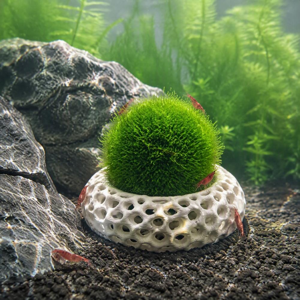 Dwarf Shrimp Hideout 2-pack Sh - огляд і ціна Planted Aquarium Anubias