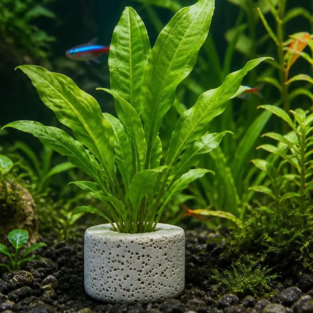 10Pcs Weighted Ring Aquatic Pl - огляд і ціна Planted Aquarium Pictures