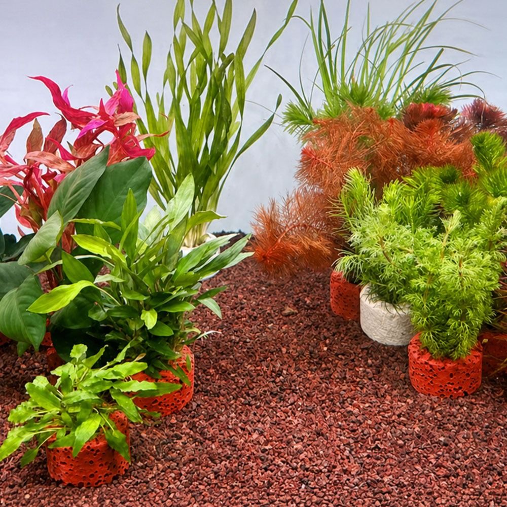 10Pcs Weighted Ring Aquatic Pl - огляд і ціна Planted Aquarium Pictures