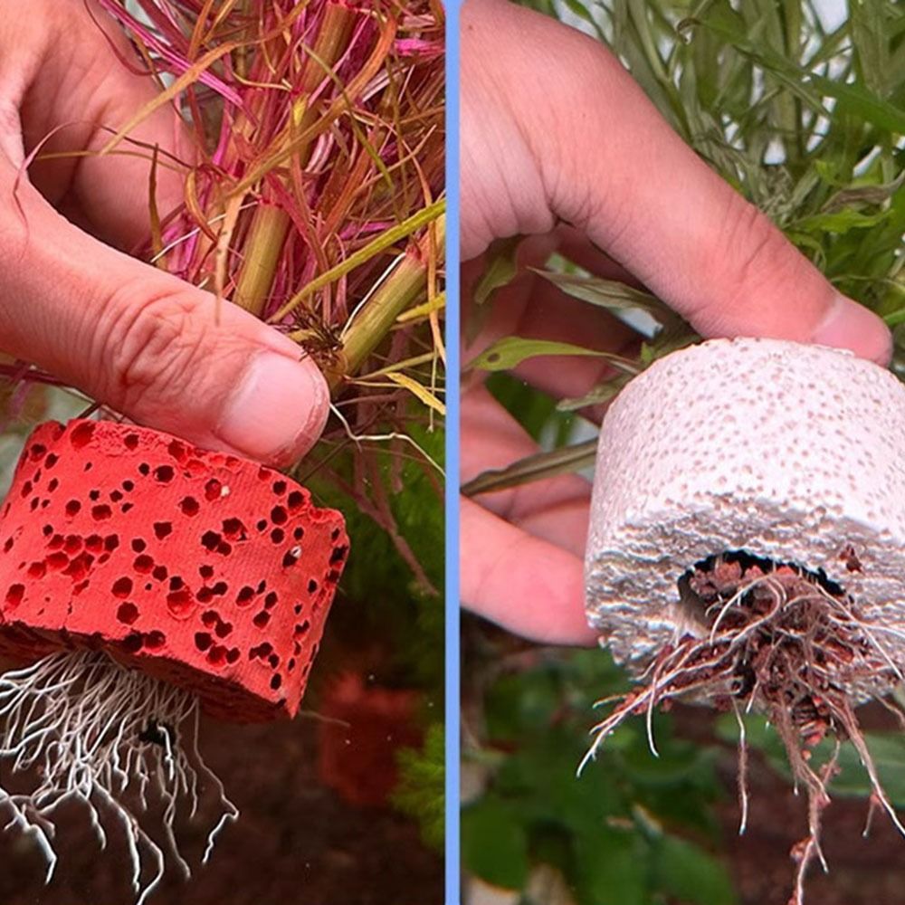 10Pcs Weighted Ring Aquatic Pl - огляд і ціна Planted Aquarium Pictures