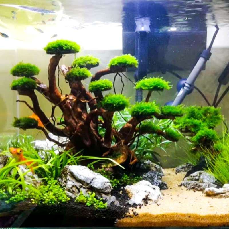 Aquarium Landscaping Moss Tree - огляд і ціна Aquarium Plant Growing
